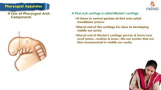 Pharyngeal Apparatus : Embryology Lecture