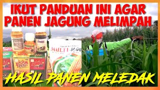 CARA MEMPERBESAR TONGKOL JAGUNG AGAR HASIL MELIMPAH part 1