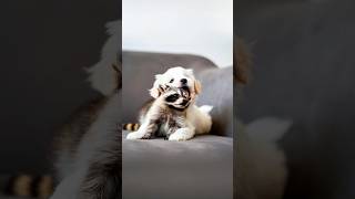 Fur-endship Goals!🌟Fluff Meets Mischief:Baby Raccoon and Bichon's Unlikely Friendship Blooms!🦝🐩💖