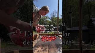 Homemade sundried tomatoes #foodpreservation #solarenergy