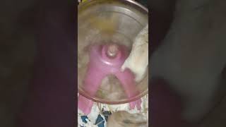 Wonderful Small animals hamster.. #shortvideo (1)