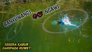 Jarang Ditemukan sungai kecil banyak ikan besar - besar & mudah sekali mancing nya