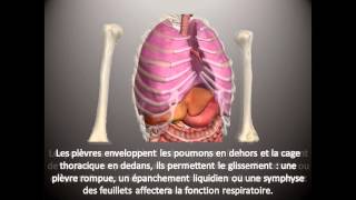 Kinésithérapie Respiratoire 1 : Notions d'Anatomie