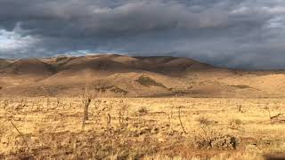 Elk herd running in Utah