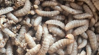 How to produce the black soldier fly maggot in large quantity