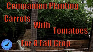 Companion Planting - Growing Carrots With Tomatoes For A Fall Crop