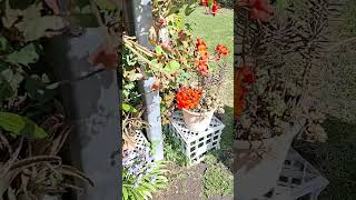 Red & Peach Flowers in Full Bloom this Spring Season here in Melbourne, Australia.