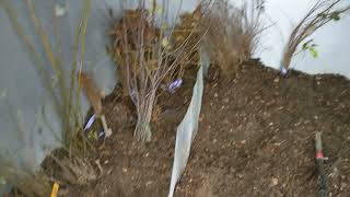 Root cellar for overwintering plants