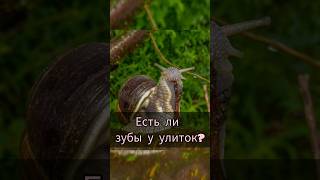 Зубы улиток | Чем кормить улиток || #содержаниеулиток #улитки #равлик #snails #shorts