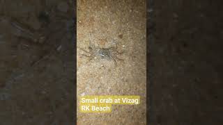 Crab at Vizag Beach