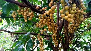 Burmese grapes || Langkhouchi