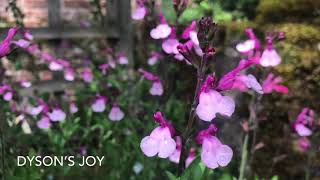 Mexican salvia varieties