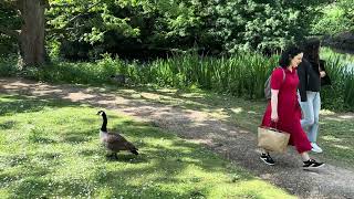 Kew Gardens London, Lake. Geese and their Gosling.