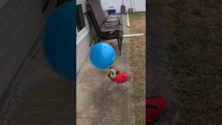 SILLY Pup shows her Ball WHO'S BOSS 🤣#yorkies #viralshort #funnyshorts #soccer #Rylie