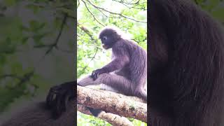 WildLife 38 dusky leaf monkey family playing part3