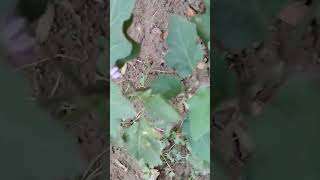 my garden #garden #field #shorts #short #trending #youtubeshorts