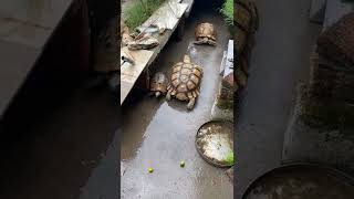 Turtle 🐢 interesting in videos to be clicked #super hero vlogs #happy turtle 🐢🥰🤩