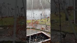 #shorts #ducks -#wildlife #birds #animals Mallards Swimming in my Leaf Pit