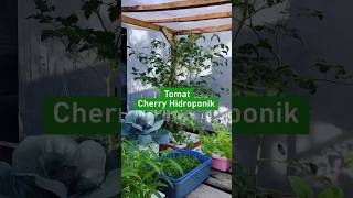 Tomat Cherry Hidroponik