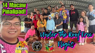 UNDER THE ROOF FREE FLIGHT #viralvideo #freeflight #viralvideo #viral #trending #birds #birdshow