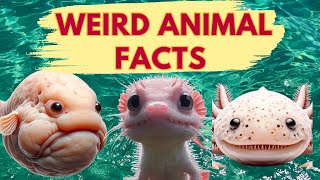 Weird Animal Facts | Nature Trivia | Animal Trivia | 9 Animal Facts