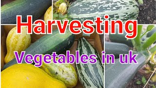 Harvesting vegetables in uk allotment.