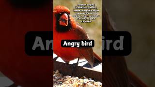 Do you know? 🐦 northern Cardinals🔥#Angry bird😡 #science  🐦🕊️♥️ #ytshorts #angrybirds #