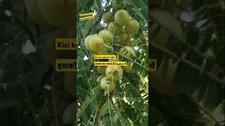 इसको क्या बोलते हैं इंग्लिश में#homemade #farming  #food #amla #fruit #recipe #asmr #health