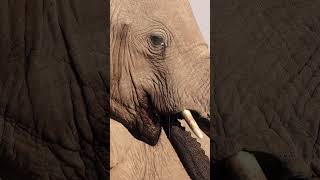 Elephants at Etosha National Park, Namibia.