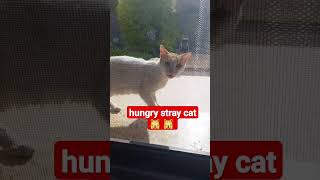 hungry stray cat 🙀 #youtubeshorts #shorts #cat