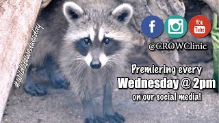 Wildlife Wednesday - Ep.15:  Diet Preparation