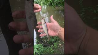 Catching Every Freshwater Species Part 16: Creek Chub! #shorts