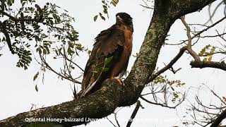 Oriental Honey-buzzard (Pernis Ptilorhynchus torquatus - Juvenile) @ Chiu S C DSCN1999