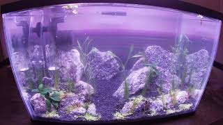 Cheap NANO Aquascape Using Free Granite Rock! | Shrimp Tank.