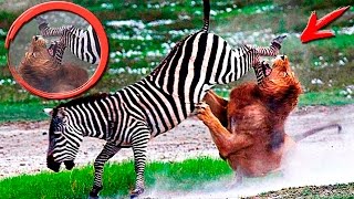 УБЕЙ или УМРИ. Удивительные моменты из жизни диких животных / Most Amazing Wild Animals Moments