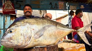 KASIMEDU SPEED SELVAM TREVALLY FISH CUTTING VIDEO / cutting focus