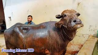 यहाँ भूरी भैंस का पूरा खरना ( परिवार ) है  कैसे होती है देखभाल Brown Buffalo