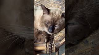 Burmese Cat sleeping Beauty