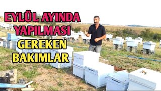 Eylül Ayında Yapılması Gerekenler Detaylı Anlatım | Arı Bakımları ne fayda