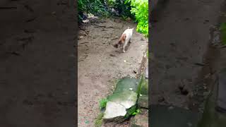 Hunter cat road crossing still end of the full video#viralvideo#shortsfeed#cat@BirdsLifestyle-j8z