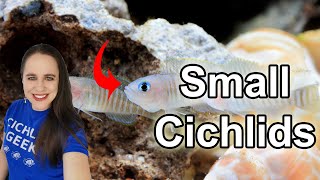 Top 5 African Cichlids for Small Aquariums (10 - 20 gallons)