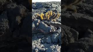 Walking on another planet? Galapagos Cruise Part 5 #shorts