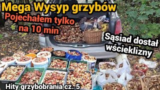 Grzyby - wielki wysyp grzybów, jest ich coraz więcej!