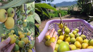 Homegrown loquat harvest | Loquat farming |  لوکاٹ کی کاشت | घरेलू लोकाट | Village Kitchen Garden