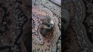 Мурка и тапочки #зима #зима2024 #cat #кошка #кошки #кошкиприколы