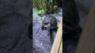 のぼれないカメさん②／アトア［YouTube水族館］#マレーハコガメ #カメ #turtle