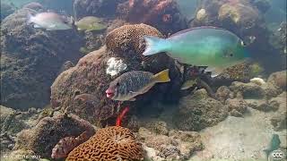 CCC Parrotfish find a floating mangrove pod