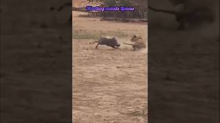 🐗Warthog escapes from Lioness🦁 #youtube #warthog #lioness #amazingfacts #ytshorts #ytviral #shorts