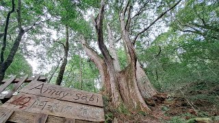 #316 【YANG 5000km Around Taiwan On Foot】《Sacred Trees》Hsinchu City，Cinsbu Giant Tree Grove【7 KM】