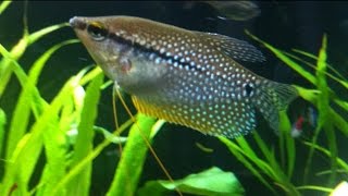 Pearl Gourami